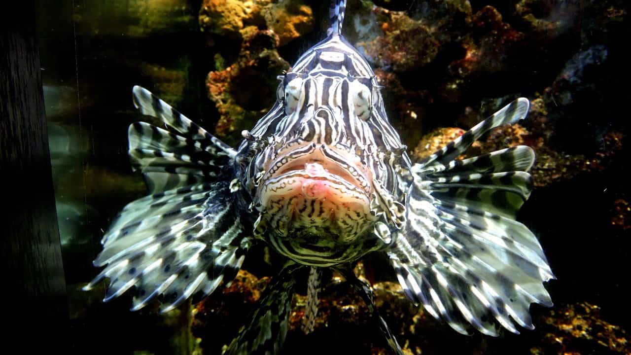 bird wing flower fish fauna macro photography 20695