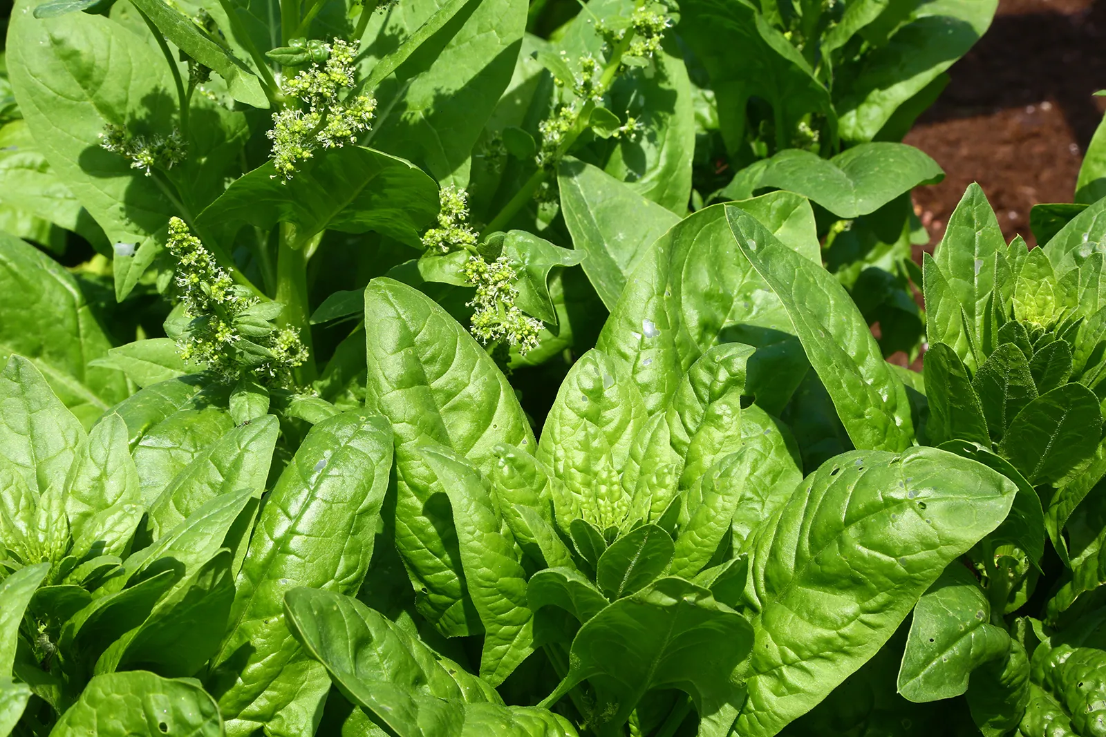 Spinach Vegetable I Eat Almost Every Day For Heart Health